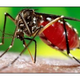 Illustration for article titled A Zika-vírus hatalmas egészségügyi kockázat, de hallottatok már a foszforállkapocsról is?